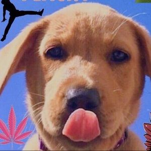 Meet your Posher, Benny